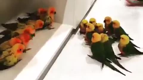 Nice fight between birds