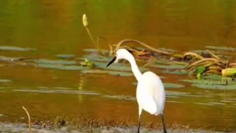 The fish jumped in the water and the crane was frightened and jumped quickly