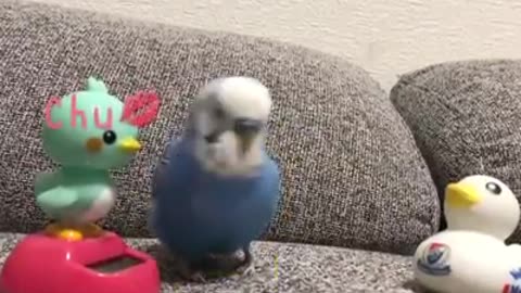 Beautiful fanny parrot 🦜