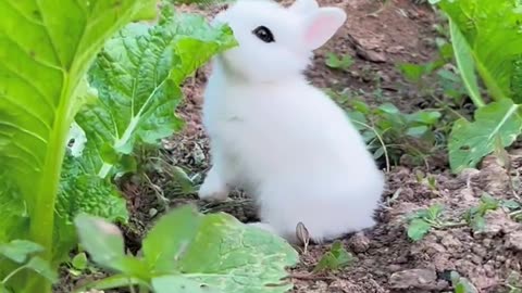 A little rabbit was found stealing cabbage. Adorable pet rabbit