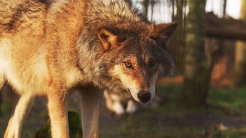 Wolf Animal Mammal Nature Wild Predator Wolves