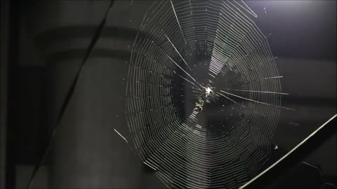 Time-Lapse Video Captures Spider Building Its Web