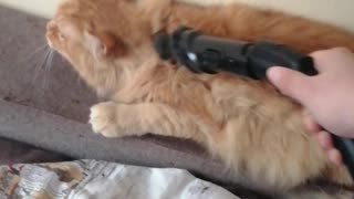 Kitty Enjoys Getting Groomed by Vacuum
