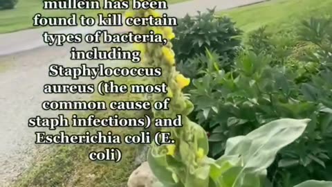 Mullein has been found to kill certain types of bacteria, including Staphylococcus aureus