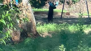 Bear Cubs Play on Swing Set