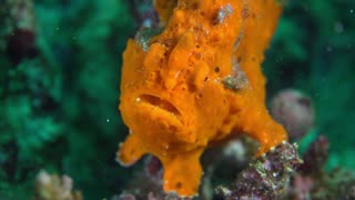Upclose with the Bizarre Orange FrogFish