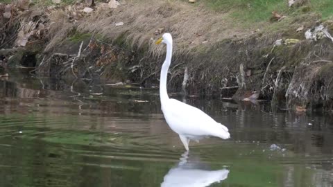 Great egret bird