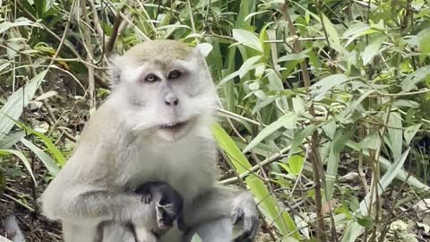 Monkey Takes Care of Baby Palm Civet