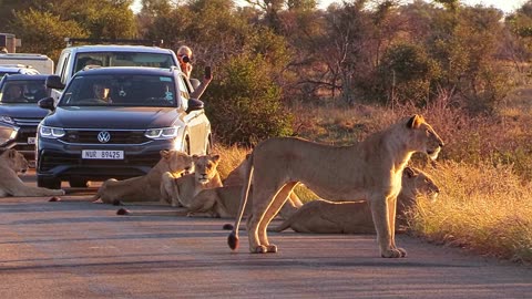 Huge Roadblock Caused By Lions