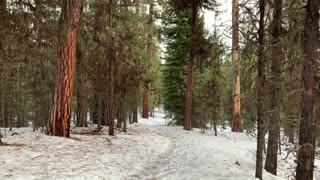 Undiscovered Ochoco National Forest – Bandit Springs Sno-Park – Central Oregon – 4K