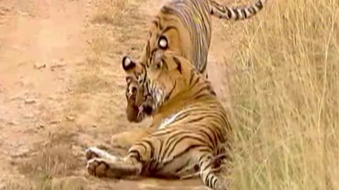 India’s endangered tiger population is rebounding