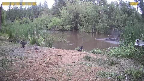 Ducks on the pond