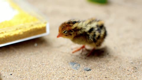 Cute chick