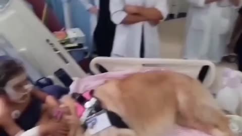 A Dog Heart Touching Baby ❤️‍🩹 , Baby and Dog Together in Hospital on a Bed 💔.