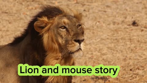 Lion and mouse story | National Geographic 24