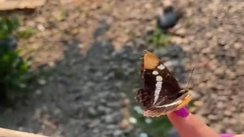 Butterfly Rescue 🦋 part 1/2