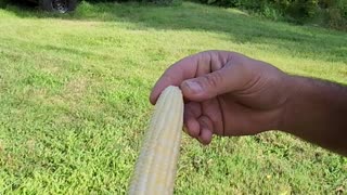 Flock it Farm: Garden Corn