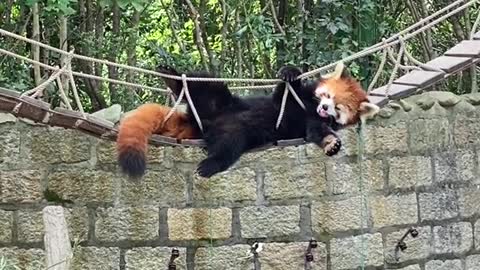 The red panda