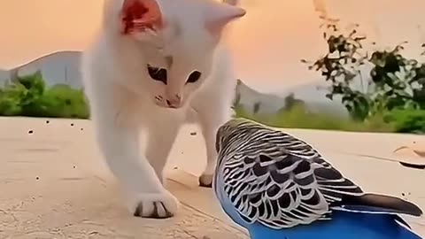 Cute cat and parrot