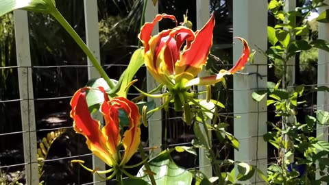 Gloriosa Superba Glory Vine, Climbing Flame Lily Garden Flowers