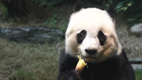 Amazing Panda Eating Bamboo - AnimalHero