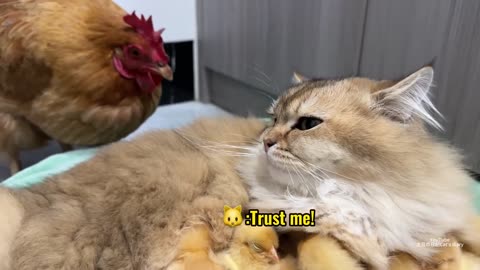 Funny Cat and Hen.
