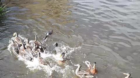 The ducks try to get food from each other