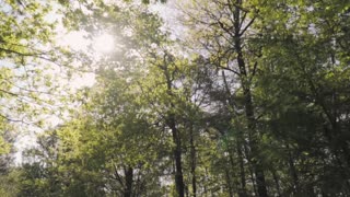 Huge trees in a large green forest