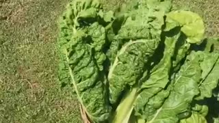 Fordhook Giant Swiss Chard Harvest