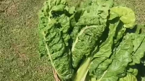 Fordhook Giant Swiss Chard Harvest