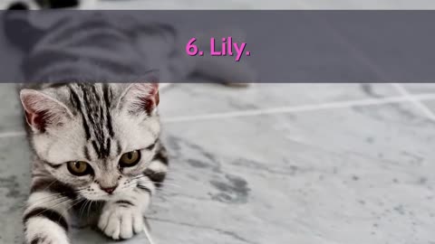 Top Ten Cutest Names For Both Male and Female Cats