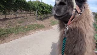 Wandering With Lamas