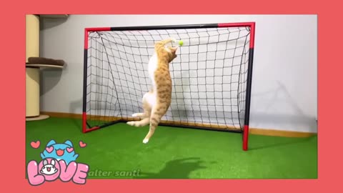 Goalkeeper cat andThe most beautiful and wonderful scenes of cute dogs