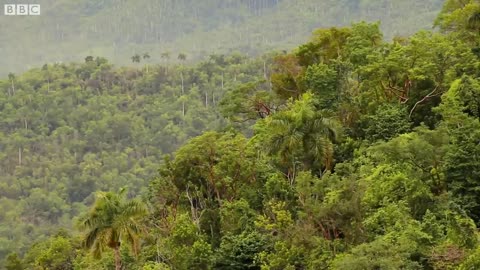 Meet the Animals of Cuba | Relax With Nature | BBC Earth