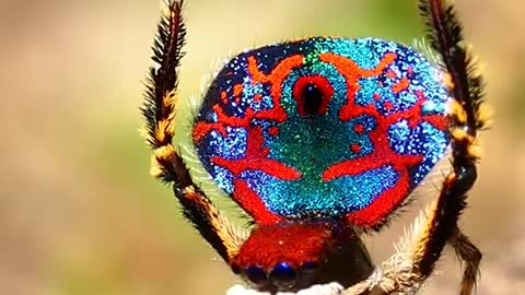 Mungaich group Peacock spiders can be glorious when in full sunshine