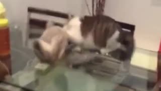 wrestling cats
