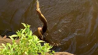 Caught Fish Catches Two Snakes