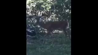 Deer in the yard