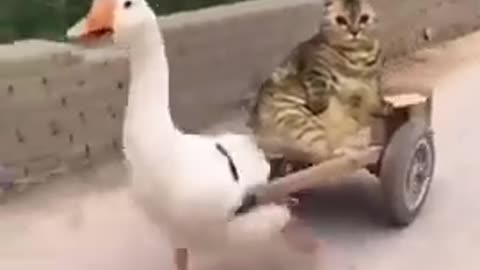 Duck and cat amazing video