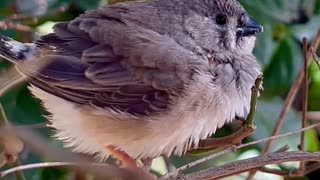 Very cute zebra finch chick fledgeling