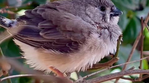 Very cute zebra finch chick fledgeling