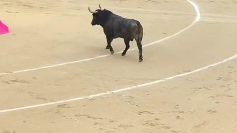 Bull Fight