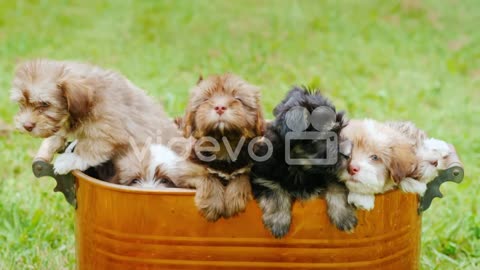 Small Puppies In A Copper Bucket