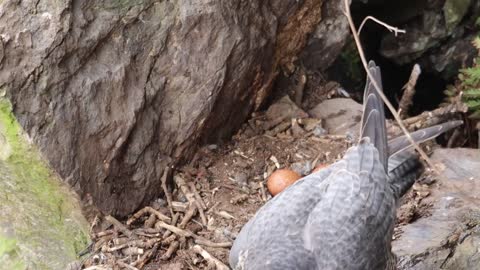 Peregrine Falcon Nesting 4k HQ