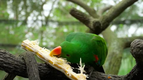 Green Parrot Munching Sugarcane