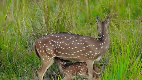"Nature's Nourishment: The Fascinating Sight of a Spotted Deer Nursing from Its Mother"
