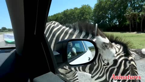 a video of giraffe and zebra