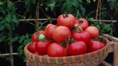 The easiest way to grow tomatoes in bags for many fruits