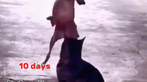 Before exam how i spend my days😁😂🤣 funny animals. #2024 #viral #funnyshorts