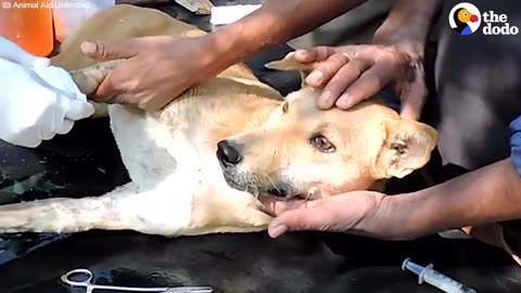 Street Dog Loves The People Who Saved Her | The Dodo